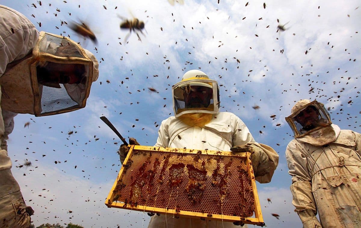Hive inspection in a practical apiary session